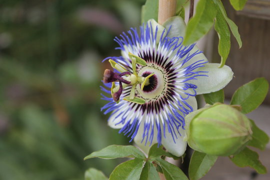 blue flower passiflora