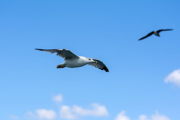 Fototapeta na wymiar Single seagull flying in a sky as a background