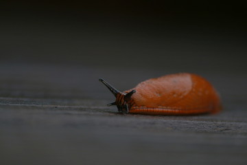 rote Nacktschnecke