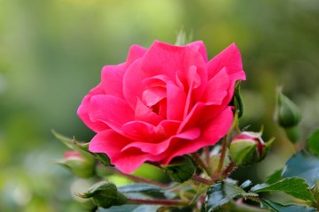 Exquisite graceful pink rose in the garden close-up.