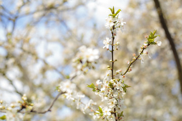 Frühlingsblüte
