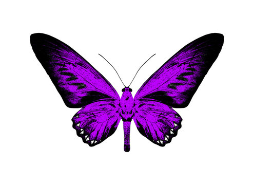 Silhouette of a purple butterfly isolated on white.