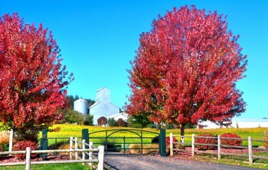 Fall color in Oregon Vineyard landscape