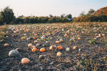 Obraz premium Pumpkins In A Vegetable Garden Allotments At The End Of Summer