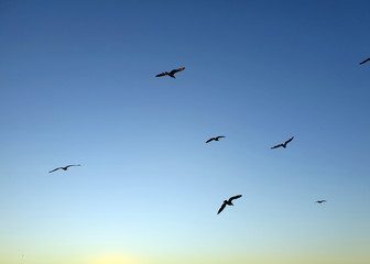 Birds flying over the coast of Albuferia, Portagal