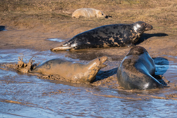 Grey Seals & Pups