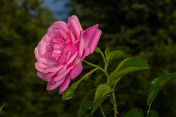 The garden rose