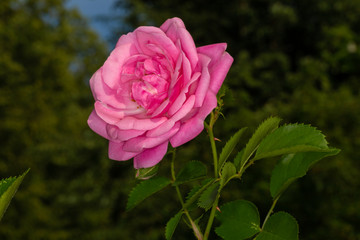 The garden rose