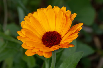 Orange gerbera flowers that are beautiful