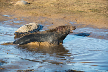 Obraz premium Grey Seals & Pups