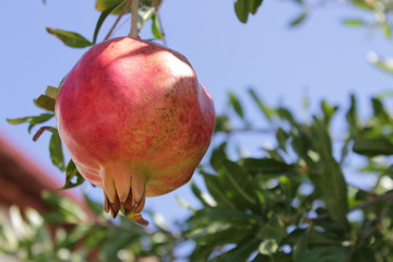 pomegranate on a tree against the sky