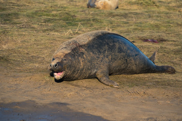 Grey Seals & Pups