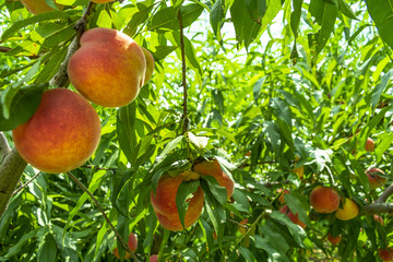 Peaches