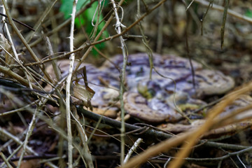 Mushroom among the autumn foliage and old leaves in forest, fall landscape.