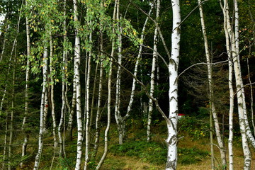 birch woodland, young birch background
