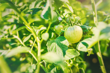 Market gardening on balcony, green tomato