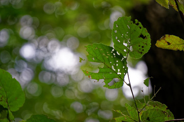 Caterpillar is hiding and eating leaves, crawling on leaf.