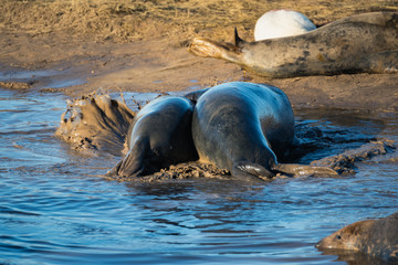 Fototapeta premium Grey Seals & Pups