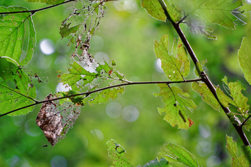 Damage of tree leaf with by pest caterpillar.