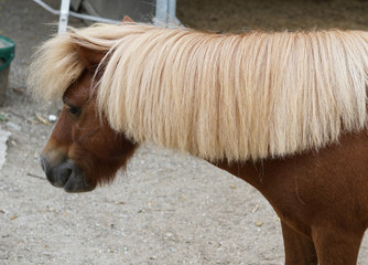 Brown blond pony