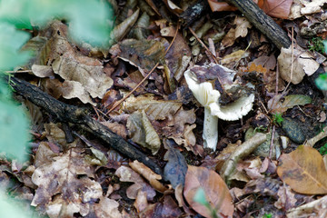 Mushroom among the autumn foliage and old leaves in forest, fall landscape.