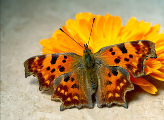 Comma Butterfly, Polygonia c-album, with a marigold flower in sunshine. Note this is a live butterfly, healthy mainly fluttering at the time 