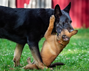 Adult german shepherd male and malinois puppy playing outdoors in the garden