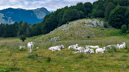 white cows on the mountain
