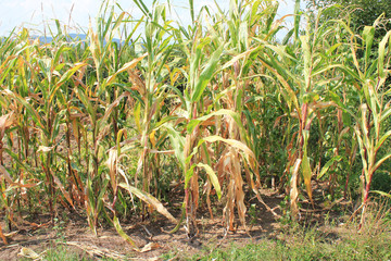 Field of corn in the end of summer