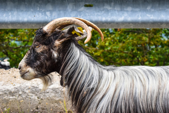 Long Fur Goat Side View Close Up