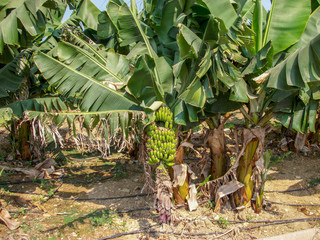 Grüne Bananenpflanze mit Bananen Staude