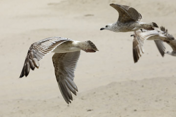 Close up view of a group of seagulls on fly