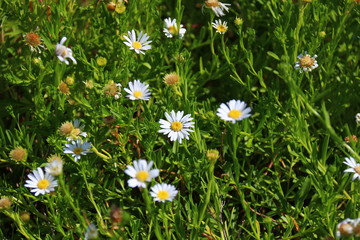 Small white flowers in green meadow in the sun light