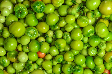 Tomatoes texture. Unripe green tomatoes