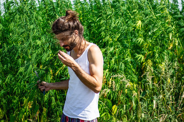 Fototapeta premium medical marijuana and industrial hemp field and handsome young farmer