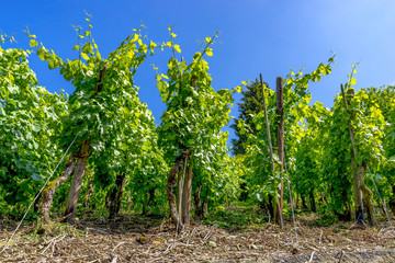 Fototapeta na wymiar Green vines seen from below in summer