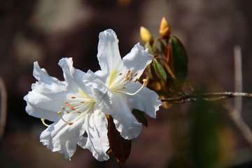 White rhododendron flowers with blur background