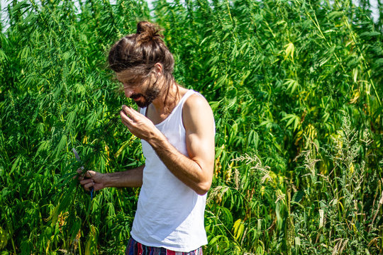 Medical Marijuana And Industrial Hemp Field And Handsome Young Farmer