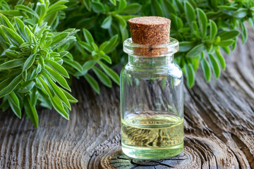 A bottle of mountain savory essential oil with fresh Satureja montana