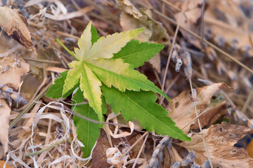 Still life, autumnal wallpaper - fallen green maple leaves on a straw as a background
