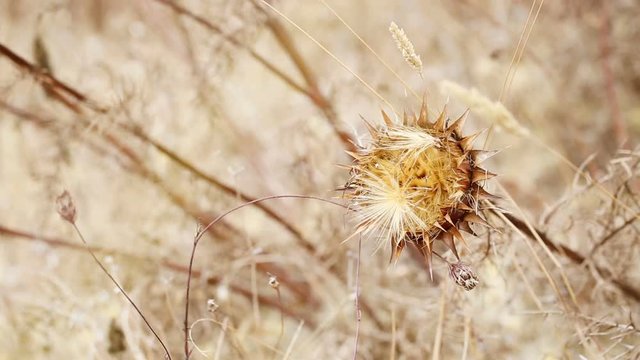 dry thistles (Cynara cardunculus) in nature on a summer day