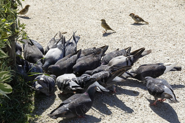Fototapeta premium Group of pigeons gathered in one place