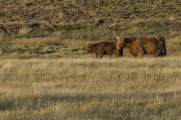Scottish highland cows "Bos taurus" on meadow during sunset.