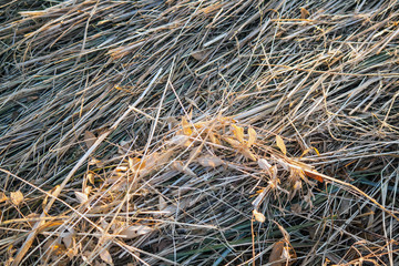 Freshly cut summer hay close-up