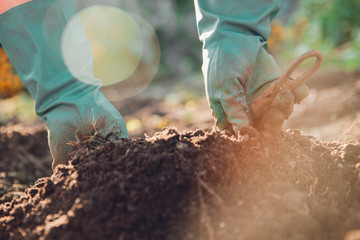 Process of hand-potting potato from bed of gloves by farmer.