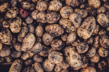 Fresh potatoes excavated from garden on ecological farm. Top view.