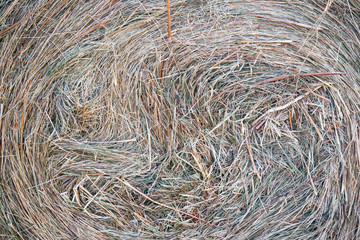 Freshly cut summer hay close-up