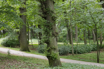 Pathways through the park in Kolobrzeg