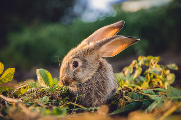 Brownish gray rabbit hare giant on backdrop of garden. Sun light. Pest for farm