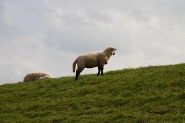 Obraz premium ein schaf auf dem hügel einer weide stehend fotografiert während eines spaziergangs in der natur norddeutschlands mit weitwinkelobjektiv